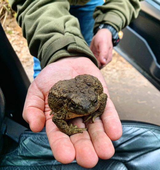 Prašome pagalbos varliagyviams!