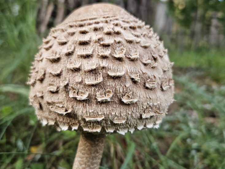 Skėtinė žvynabudė – miško paslapčių skėtis