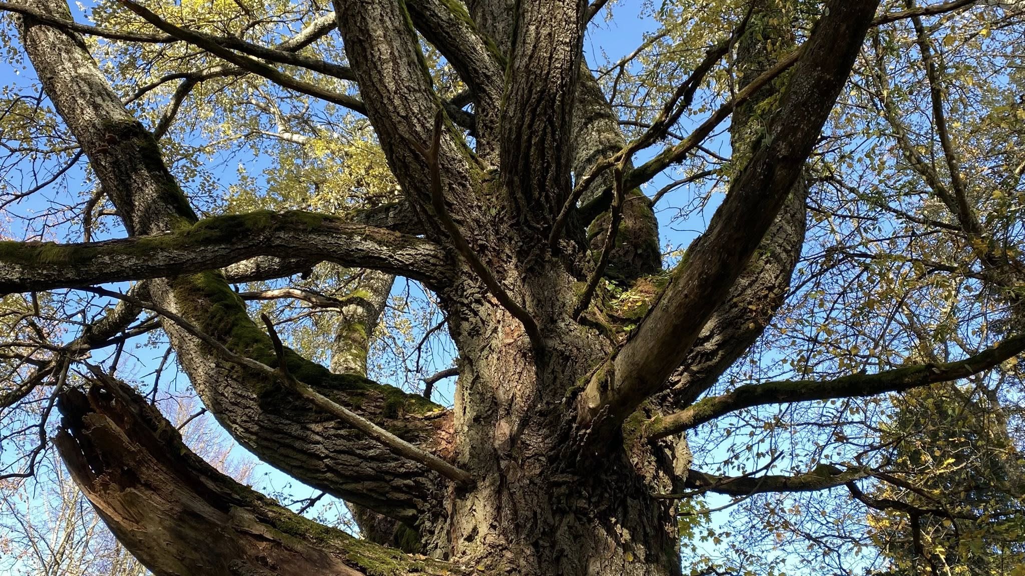 Gražutės regioninio parko gamtos paveldo objektų vertinimas su arboristais