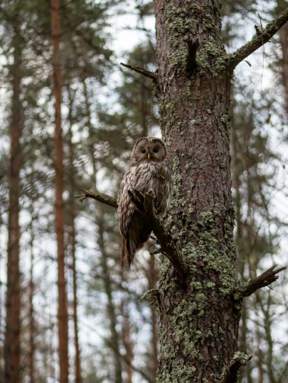 Paukščių apsaugos teritorijose ramybės laikotarpis