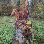 Miško keistuolis su kepurėle – rudeninis bobausis
