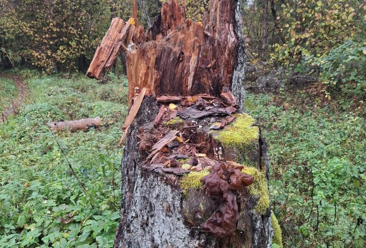 Miško keistuolis su kepurėle – rudeninis bobausis