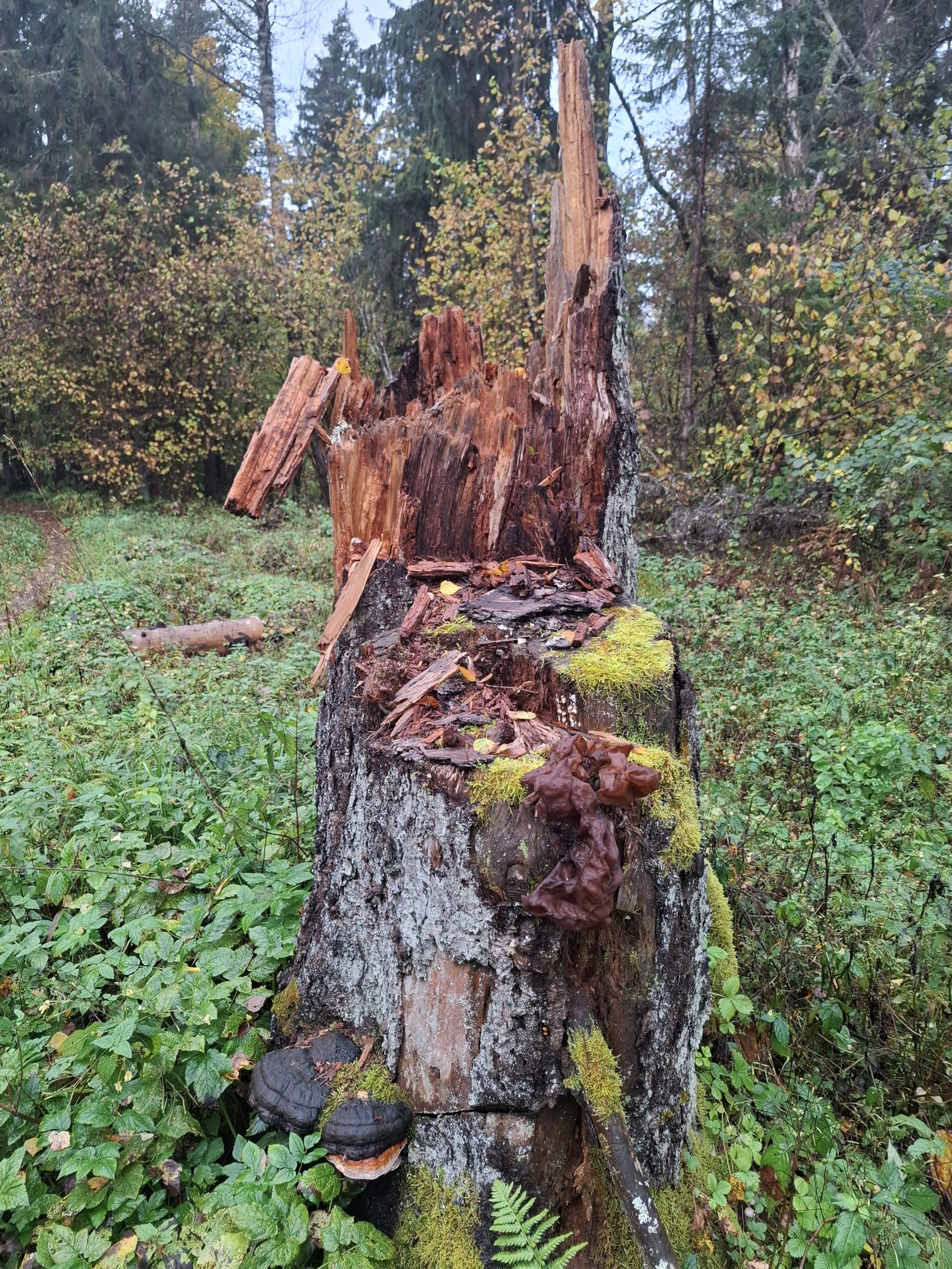 Miško keistuolis su kepurėle – rudeninis bobausis