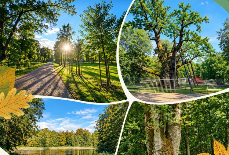 Įgyvendinamas tarptautinis projektas „ProtectTrees4Nature“, skirtas medžių ir parkų apsaugai bei biologinės įvairovės išsaugojimui
